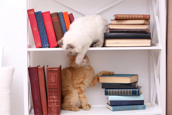 Lindos gatos pequeños en estante con libros sobre fondo claro — Foto de Stock