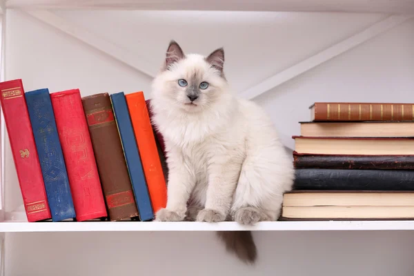 Cute little cat on shelf with books on light background — Stock Photo, Image