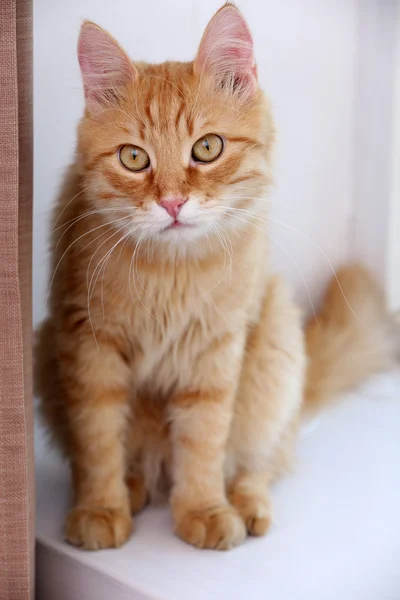 Kitten sitting on windowsill, closeup — Stock Photo, Image