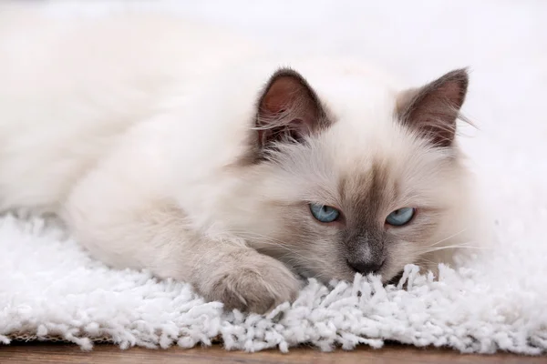Симпатичный маленький котенок, сидящий на белом ковре, на фоне домашнего интерьера — стоковое фото