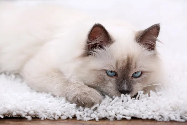 Mignon petit chaton assis sur un tapis blanc, sur le fond intérieur de la maison — Photo