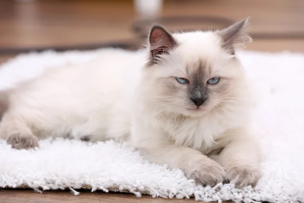 可爱的小猫坐在白色的地毯上，对家庭室内背景 — 图库照片