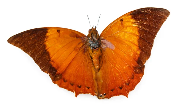 Borboleta colorida isolada em branco — Fotografia de Stock