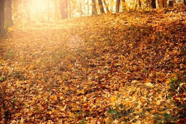 Beautiful autumn park with sunlight — Stock Photo, Image
