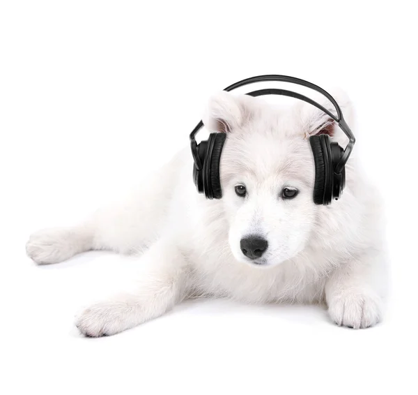 可爱的小狗戴着耳机上白色孤立 — 图库照片