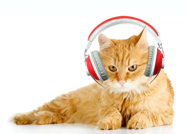 Hermoso gato con auriculares aislados en blanco — Foto de Stock