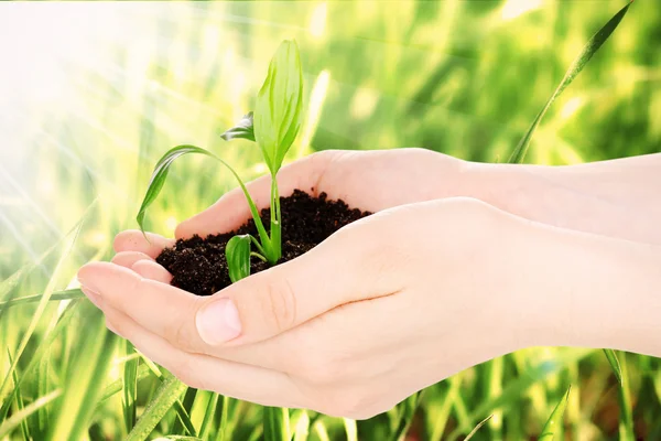 Jovem planta em mãos com solo no fundo de grama verde — Fotografia de Stock