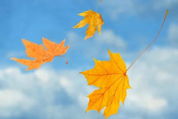 Beautiful autumn leaves flying on a wind — Stock Photo, Image