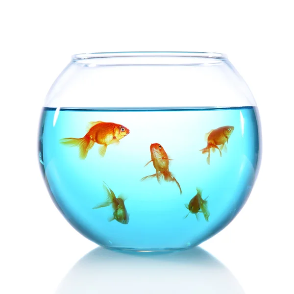 Goldfishes in aquarium geïsoleerd op wit — Stockfoto