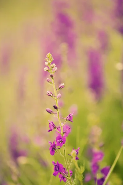 Flores silvestres con luz solar — Foto de Stock