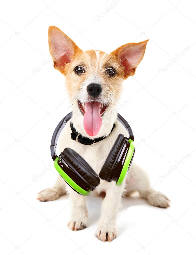 Cute dog with headphones isolated on white