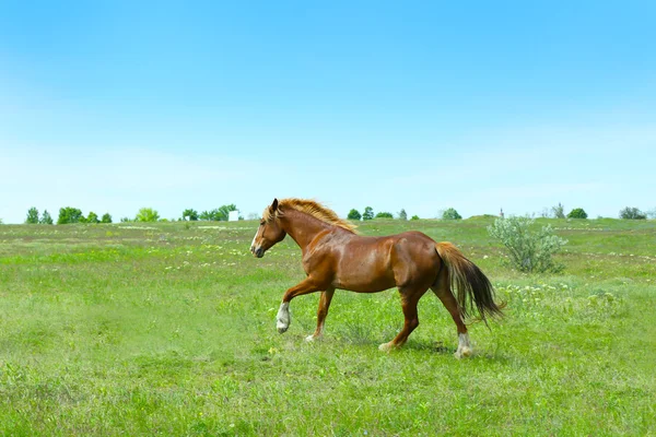 Beau cheval brun pâturage sur prairie — Photo