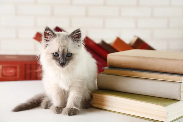 Cute little cat with books — Stock Photo, Image