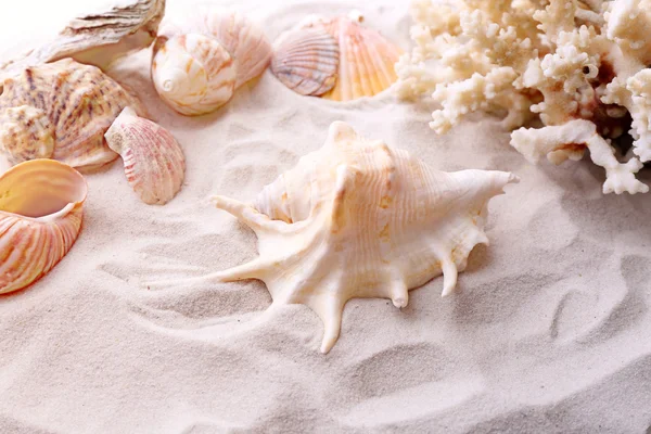 Schöne Muscheln auf Sandhintergrund — Stockfoto
