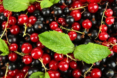 Olgun kırmızı ve Siyah frenk üzümü arka plan