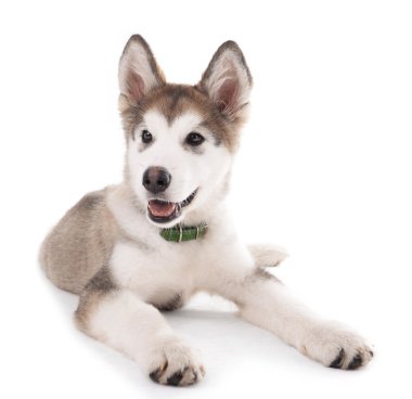 Şirin Malamute köpek yavrusu yalan üzerine beyaz izole