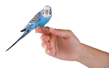 Budgerigar on hand isolated