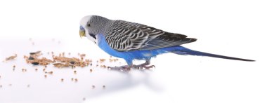 Budgerigar eating isolated
