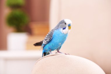 Budgerigar at home