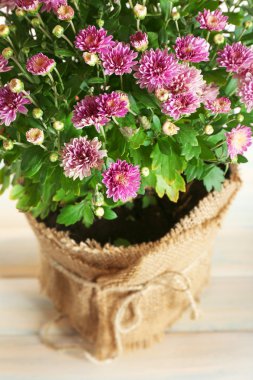 Güzel mor papatya çiçekler