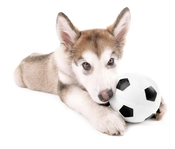 Söta Malamute hundvalp leker med boll isolerad på vit — Stockfoto