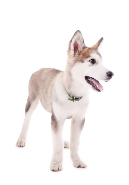Malamute 강아지 흰색 절연 — 스톡 사진
