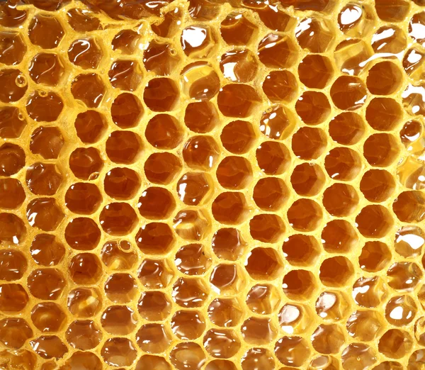Verse honingraat achtergrond — Stockfoto