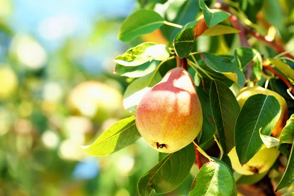 Tak van perenboom — Stockfoto