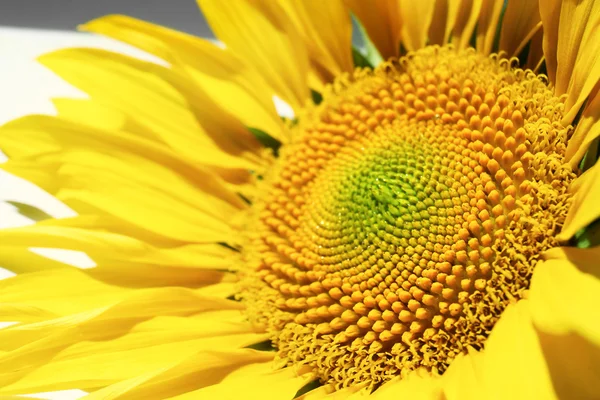 Hermoso girasol brillante — Foto de Stock