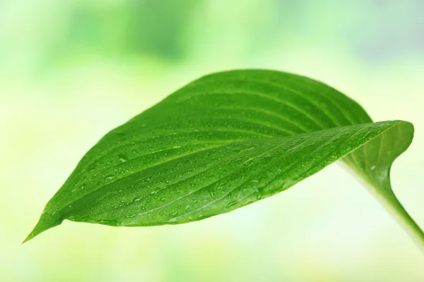 Folha verde fresca com gotas — Fotografia de Stock