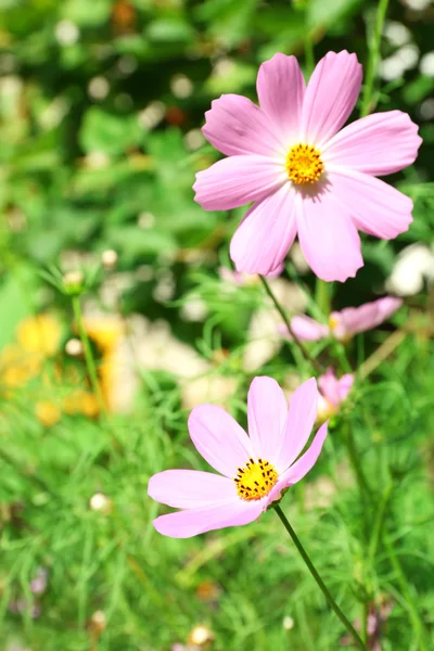 花在绿色的草地 — 图库照片