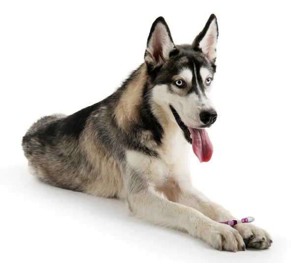 Pies Husky piękne ze szczoteczka do zębów — Zdjęcie stockowe