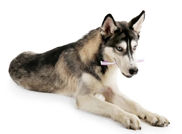 Bonito cão huskies com escova de dentes — Fotografia de Stock