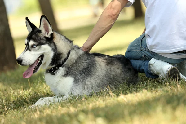 Hombre con hermosa huskies perro —  Fotos de Stock