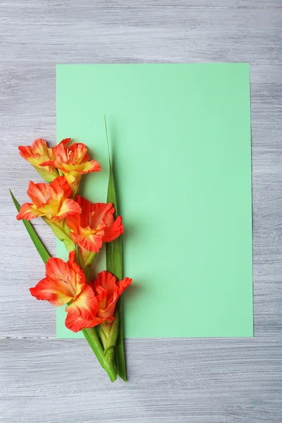 Lege kaart met prachtige gladiolen — Stockfoto