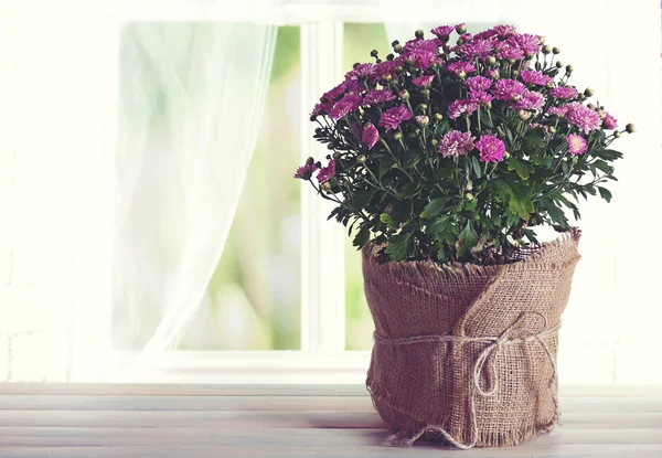 Fleurs de chrysanthème sur le rebord de la fenêtre — Photo