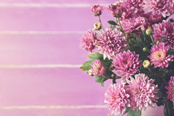 Bellissimi fiori di crisantemo viola — Foto Stock