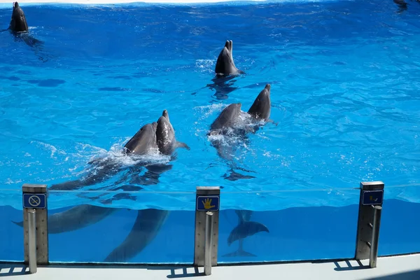 Schattig dolfijnen in het Dolfinarium — Stockfoto