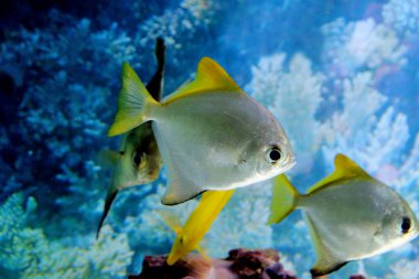 Akvaryumdaki egzotik balıklar