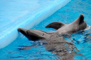Dolphinarium sevimli yunuslar