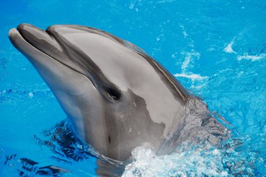 Dolphinarium sevimli yunus