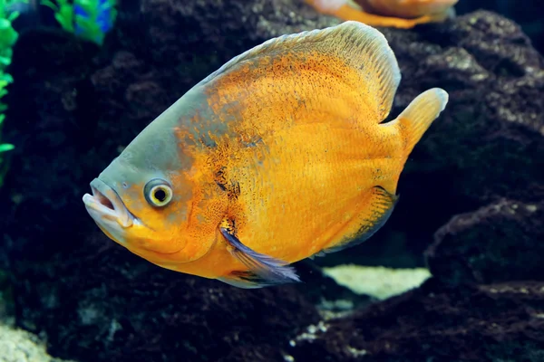 Exotische Fische im Aquarium — Stockfoto