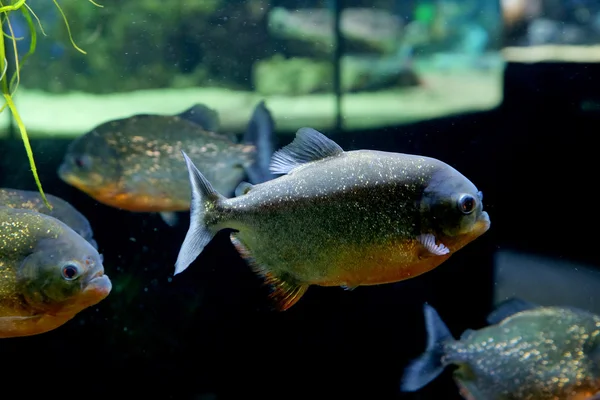 Exotische vissen in een aquarium — Stockfoto
