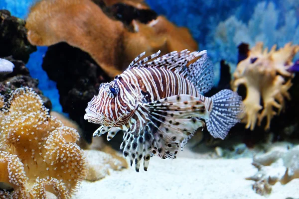 Poissons exotiques dans un aquarium — Photo