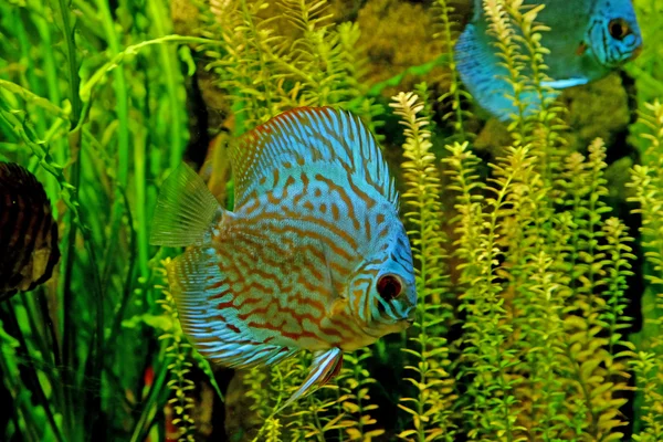 Екзотичні риби в акваріумі — стокове фото