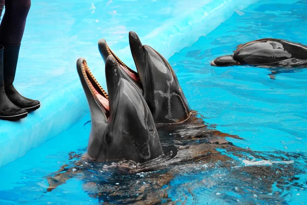 Милые дельфины в дельфинарии — стоковое фото