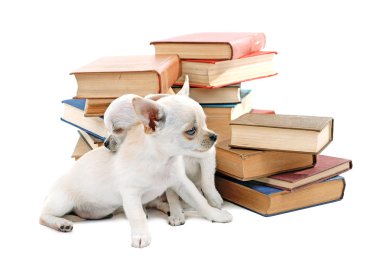 çok güzel chihuahua köpek üzerinde beyaz izole kitap yığını
