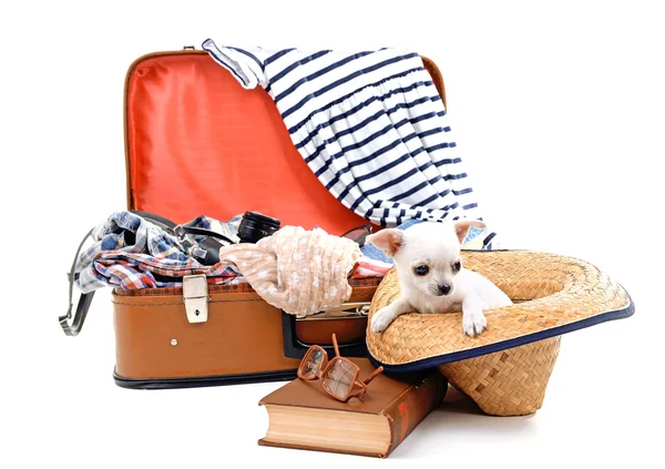 Imádnivaló chihuahua kutya és a bőröndöt elszigetelt fehér ruhát — Stock Fotó