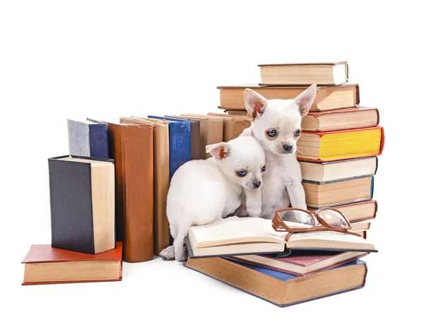 Chihuahua śliczny psy na stos książek na białym tle — Zdjęcie stockowe