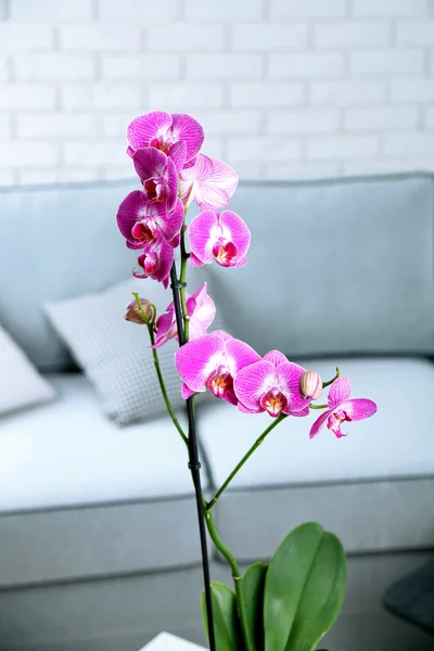 Beautiful lilac orchid in pot — Stock Photo, Image
